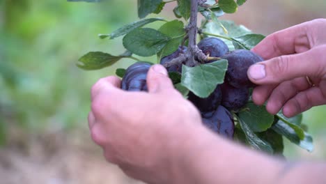 Male-hands-gently-checking-plums-hanging-on-fruit-tree---Farmer-inspecting-fruit-before-harvest---Hardanger-Norway---Static-closeup-with-shallow-focus-and-blurred-background