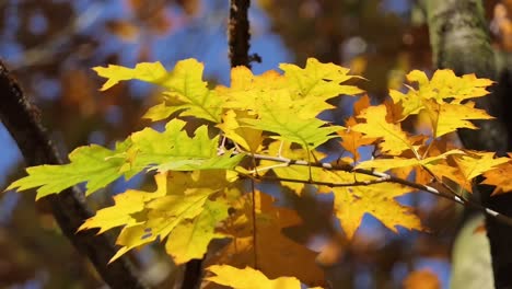 Gelbe-Herbstblätter-Einer-Eiche,-Die-Von-Der-Im-Wind-Schwankenden-Sonne-Beleuchtet-Wird