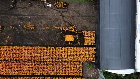 Aerial-view-of-peasant-collecting-flowers-in-Xochimilco