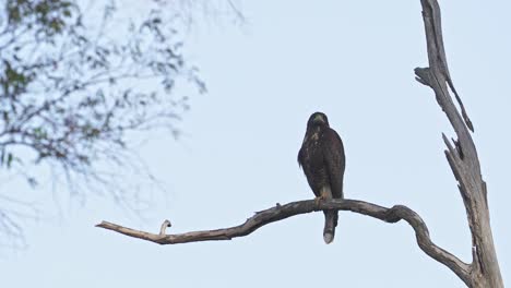 A-Roadside-hawk-resting-on-a-branch-of-a-dead-tree-looking-around-for-prey-surrounded-by-nature