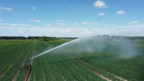 Irrigation-Sprinkler-or-Sector-Sprinkler-irrigates-the-crops