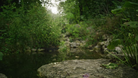 Medium-wide-shot-of-an-unspoiled-small-pond-in-the-middle-of-a-forest