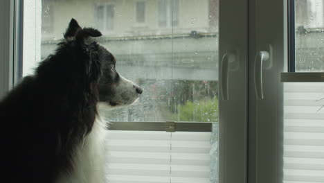 Mittelweite-Einstellung-Eines-Hundes,-Der-Vor-Einem-Fenster-Sitzt-Und-Die-Nachbarschaft-Beobachtet