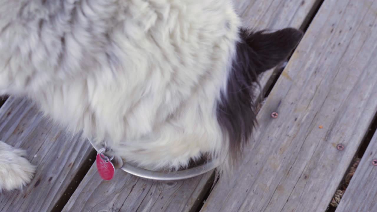 Vídeo Premium - Border collie perro hambriento festejando rápidamente