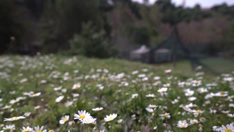 Ground-level-shot-of-daisies-in-a-meadow,-dolly-in-walk-handheld-movement,-shallow-depth-of-field-4k-30fps