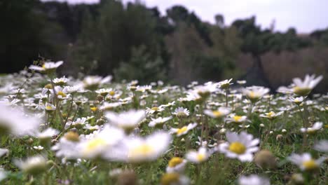 Close-up,-ground-view-shot-of-daisies-in-a-meadow,-focus-rack-from-foreground-to-background,-pan-camera-movement,-4k-30fps