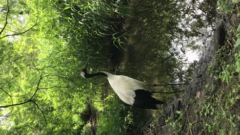 The-red-crowned-crane,-also-called-the-Manchurian-crane-or-Japanese-crane,-it-is-known-as-a-symbol-of-luck,-longevity,-and-fidelity