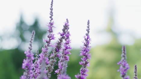 Close-up-shot-of-a-lavender-flower-growing-on-a-field
