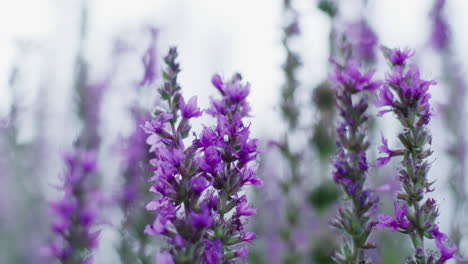 Purple-flowers-growing-in-a-field