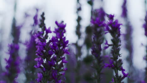 Dark-and-moody-shot-of-lavender-flowers
