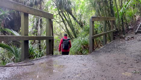Man-outdoors-wearing-backpack,-red-waterproof-coat-walking-away-from-camera-in-a-forest-on-Bridal-Veil-Falls-track-in-New-Zealand,-Aotearoa