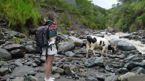 Young-female-hiker-watching-grazing-cow-on-rocks-beside-river-near-Amazon-Rainforest---Slow-motion-shot