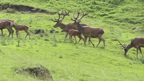 A-herd-of-red-deer-walks-by-in-the-green-meadows-of-the-mountains