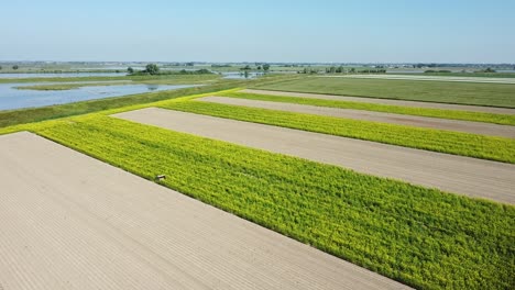 A-drone-flying-diagonally-over-fields-of-rapeseed