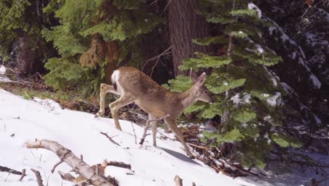 Young-Deer-Walks-Away-in-Snowy-Forest