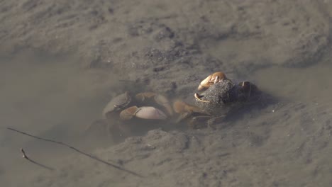 Close-view-of-two-neohelice-granulata-crabs-interacting-in-muddy-water