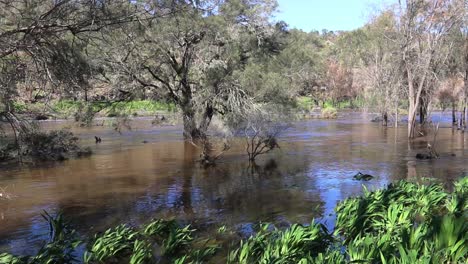 Swan-River-Overflowing-At-Bells-Rapids,-Trees-And-Riverbank-Submerged