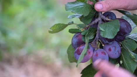 Male-hands-picking-savory-ripe-plums-from-branch-of-fruit-tree---Shallow-focus-closeup-with-blurred-background---Norway