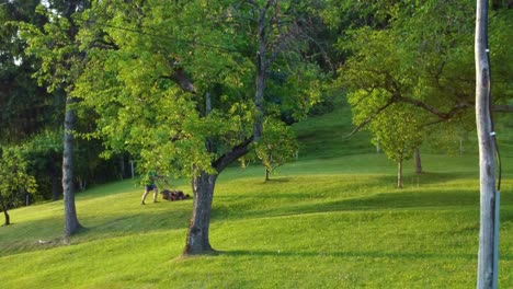 Mann-Mäht-Grünen-Rasen-Zwischen-Obstbäumen-Und-Kiefern-Mit-Kleinem-Roten-Rasenmäher