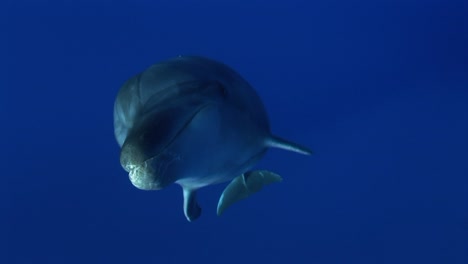 Beautiful-shot-of-a-Bottlenose-dolphins,-tursiops-truncatus-approach-in-clear-blue-water-of-the-south-pacific-ocean-and-looks-straight-into-to-the-camera