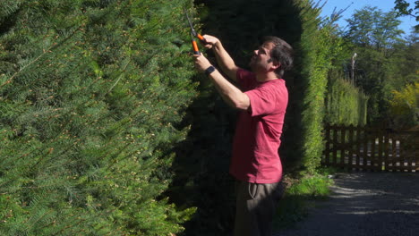 Gardener-clipping-and-shaping-a-pine-tree-fence-with-shears