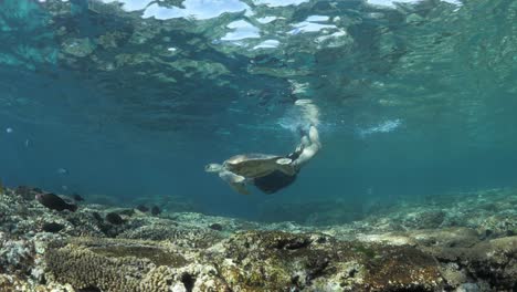 Eine-Meeresforscherin-Taucht-Tief-Unter-Den-Ozean,-Um-Eine-Kleine-Grüne-Meeresschildkröte-Beim-Schwimmen-Zu-Beobachten