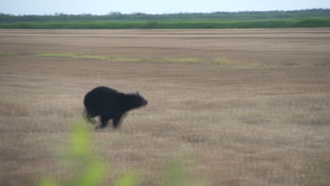 Black-bear-running-through-an-open-field-in-Eastern-North-Carolina