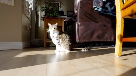 House-cat-in-the-sun-from-the-window-the-walks-away---sliding-low-angle