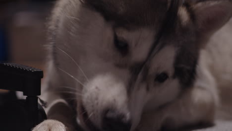 Sleepy-lying-husky-puppy-looks-at-passing-camera,-close-up-slider-shot