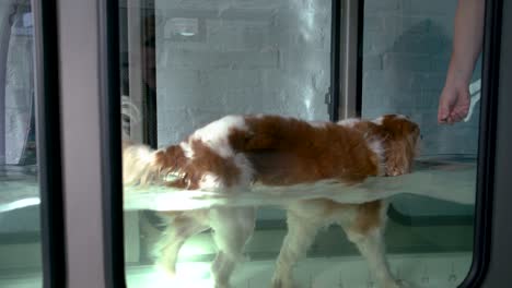A-dog-walks-on-an-underwater-treadmill-toward-a-physiotherapist-holding-a-treat-in-front-of-the-dog