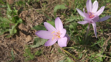 Safranblume-Lila-Blütenblatt