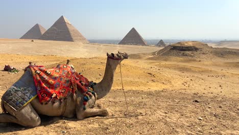 Unglaubliche-4K-Filmaufnahmen-Eines-Kamels,-Das-In-Der-Wüste-Vor-Den-Drei-Heiligen-Pyramiden-Von-Gizeh-In-Ägypten-Liegt
