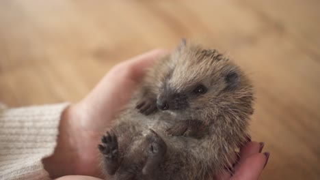 Young-European-Hedgehog-Lying-On-Back-On-Woman's-Palm