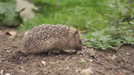 Small-European-Hedgehog-Foraging-On-The-Ground-In-The-Garden