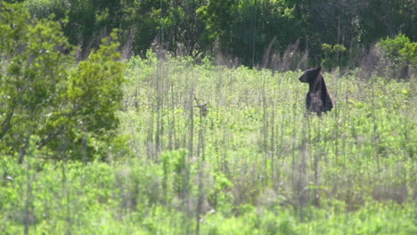 Black-bear-standing-on-two-legs-in-a-brushy-field-in-Eastern-North-Carolina