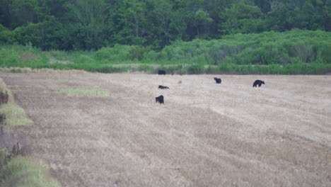 Black-bears-in-an-open-field-in-Eastern-North-Carolina