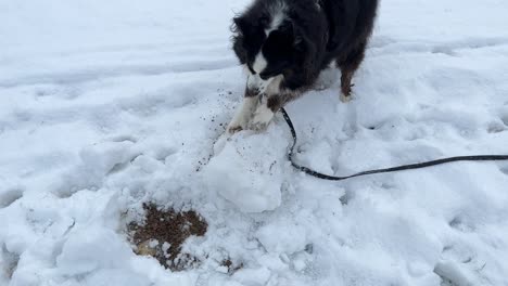 Medium-wide-shot-of-a-blag-dog-jumping-into-frame-onto-a-snowball-and-starting-to-destroy-the-ball-with-his-paws