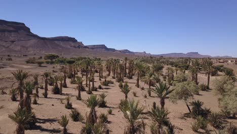 AERIAL:-Palm-Trees-in-Sahara-Desert