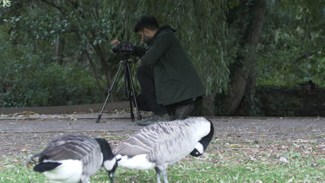Male-Freelance-Videographer-Crouching-To-Film-Swans