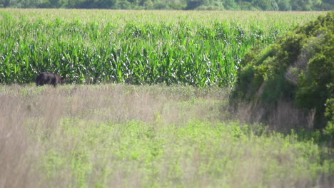 Black-bear-walking-beside-a-corn-field-in-Eastern-North-Carolina