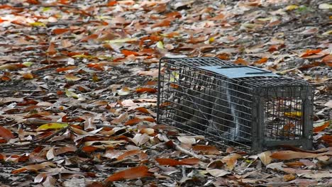 Squirrel-trapped-in-man-made-trap