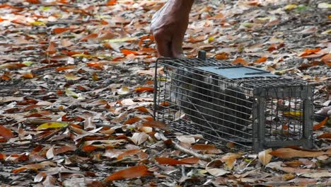 Man-releasing-Squirrel-in-forest-after-treatment-at-animal-rehabilitation-clinic