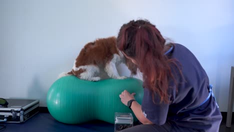 A-dog-is-standing-on-a-plastic-exercise-ball-with-a-physiotherapist-feeding-the-dog-treats