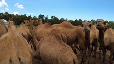 Entre-Una-Gran-Manada-De-Camellos-En-Una-Granja