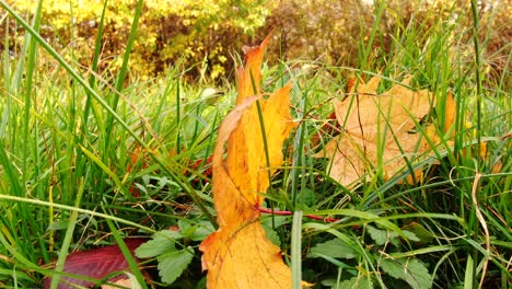 Das-Orangenblatt-Liegt-Auf-Grünem-Gras,-Nahaufnahme,-Der-Herbst-Ist-In-Vollem-Gange,-Schwarze-Baumstämme,-Sonnenstrahlen