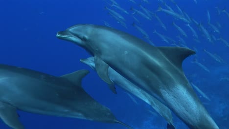 Beautiful-shot-of-a-Bottlenose-dolphins,-tursiops-truncatus-approach-from-below-in-clear-blue-water-of-the-south-pacific-ocean-and-get-close-to-the-camera-and-pass