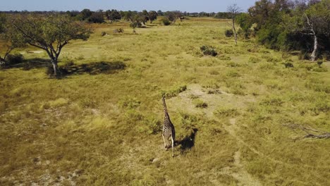 Aerial-flyby-of-lone-giraffe-walking-through-green-African-savanna-in-Botswana