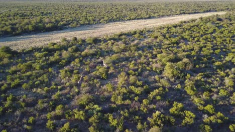Aerial,-Giraffes-walking-through-green-bushland-in-Botswana-at-golden-hour