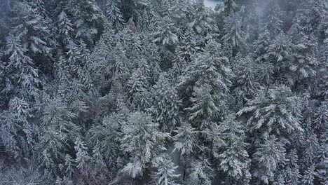 Luftrutsche-An-Schnee-Vorbei,-Der-Sanft-Auf-Die-Wipfel-Immergrüner-Bäume-In-Zeitlupe-Fällt