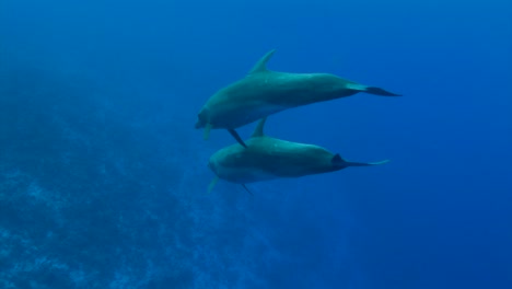 Close-shot-of-Bottlenose-dolphins,-tursiops-truncatus-approach-from-the-blue-in-clear-blue-water-of-the-south-pacific-ocean-posing-in-front-of-the-camera